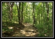 Tract 1 – The Woods at Pedigo Ridge property photo