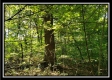 Tract 1 – The Woods at Pedigo Ridge property photo