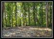 Tract 1 – The Woods at Pedigo Ridge property photo