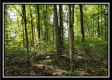 Tract 1 – The Woods at Pedigo Ridge property photo