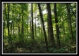 More of Tract 1 – The Woods at Pedigo Ridge
