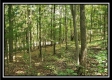 Tract 1 – The Woods at Pedigo Ridge property photo