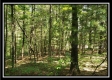 Tract 1 – The Woods at Pedigo Ridge property photo