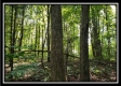 Tract 1 – The Woods at Pedigo Ridge property photo