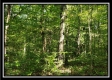 Tract 1 – The Woods at Pedigo Ridge property photo