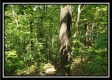 Tract 1 – The Woods at Pedigo Ridge property photo