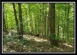 Tract 1 – The Woods at Pedigo Ridge property photo