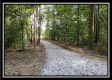 Tract 1 – The Woods at Pedigo Ridge property photo