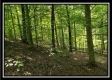 Tract 1 – The Woods at Pedigo Ridge property photo
