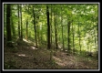 Tract 1 – The Woods at Pedigo Ridge property photo