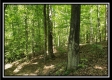 Tract 1 – The Woods at Pedigo Ridge property photo