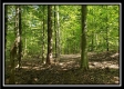 Tract 1 – The Woods at Pedigo Ridge property photo