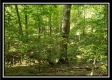 Tract 1 – The Woods at Pedigo Ridge property photo