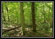 Tract 1 – The Woods at Pedigo Ridge property photo