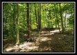 Tract 1 – The Woods at Pedigo Ridge property photo