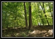 Tract 1 – The Woods at Pedigo Ridge property photo
