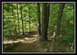 Tract 1 – The Woods at Pedigo Ridge property photo