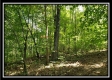 Tract 1 – The Woods at Pedigo Ridge property photo