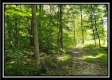 Tract 1 – The Woods at Pedigo Ridge property photo