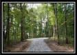 Tract 1 – The Woods at Pedigo Ridge property photo