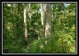 Tract 1 – The Woods at Pedigo Ridge property photo