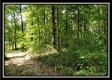 Tract 1 – The Woods at Pedigo Ridge property photo