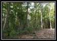 Tract 1 – The Woods at Pedigo Ridge property photo
