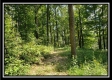 Tract 1 – The Woods at Pedigo Ridge property photo