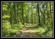 Tract 1 – The Woods at Pedigo Ridge property photo