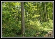 Tract 1 – The Woods at Pedigo Ridge property photo