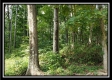 Tract 1 – The Woods at Pedigo Ridge property photo