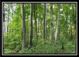 Tract 1 – The Woods at Pedigo Ridge property photo