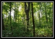 Tract 1 – The Woods at Pedigo Ridge property photo