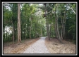 Tract 1 – The Woods at Pedigo Ridge property photo
