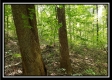 Tract 2 - The Woods at Pedigo Ridge property photo