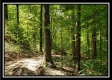 Tract 2 - The Woods at Pedigo Ridge property photo