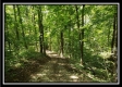 Tract 2 - The Woods at Pedigo Ridge property photo