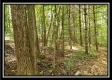 Tract 2 - The Woods at Pedigo Ridge property photo