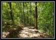 Tract 2 - The Woods at Pedigo Ridge property photo