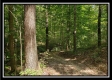 Tract 2 - The Woods at Pedigo Ridge property photo