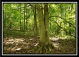 Tract 2 - The Woods at Pedigo Ridge property photo