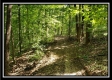 Tract 2 - The Woods at Pedigo Ridge property photo