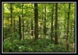 More of Tract 2 - The Woods at Pedigo Ridge