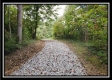 Tract 2 - The Woods at Pedigo Ridge property photo