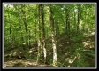 Tract 2 - The Woods at Pedigo Ridge property photo