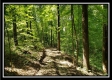 Tract 2 - The Woods at Pedigo Ridge property photo
