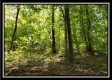Tract 2 - The Woods at Pedigo Ridge property photo