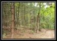 Tract 2 - The Woods at Pedigo Ridge property photo
