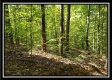 Tract 2 - The Woods at Pedigo Ridge property photo