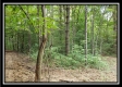 Tract 2 - The Woods at Pedigo Ridge property photo